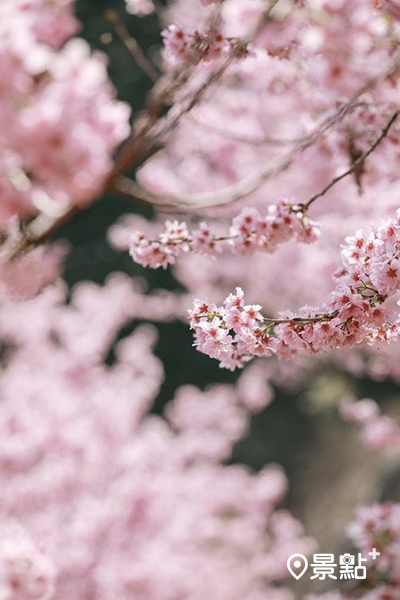 每逢櫻花季，淡淡的花香瀰漫在露營區中，氛圍十分浪漫，花期到2月底。