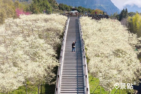 李花飛舞山中秘境！IG洗版寒溪呢森林花海美景