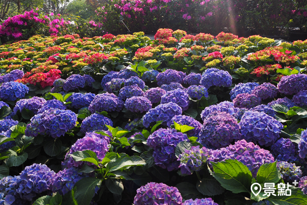 大片繡球花海妝點大安森林公園，令造訪民眾相當驚喜。(圖／景點家張盈盈）