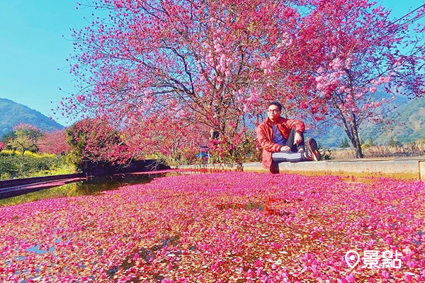 粉白相間櫻李花海飛舞！草坪頭觀光茶園賞群花