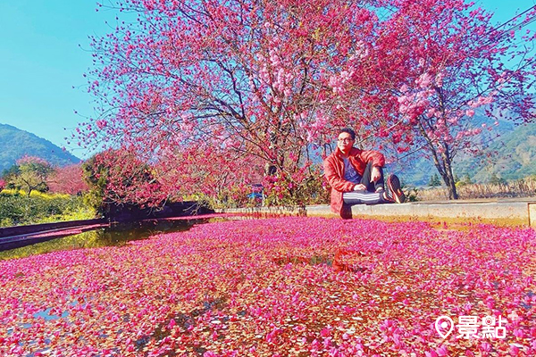 草坪頭整個山頭約莫有4000多棵櫻花 (圖／kun.0430，以下同)