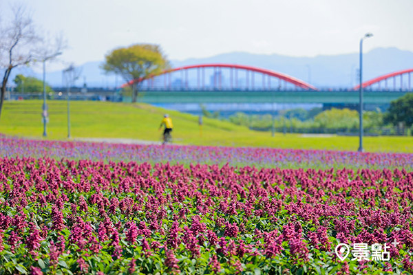 紫色花海映襯綠地，搭配遠方紅色永福水管橋，散發悠閒賞花氣息。