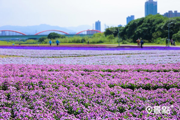 古亭河濱紫色花海滿開迎春。(圖／台北市政府，以下同）