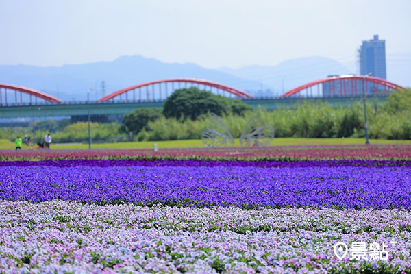 古亭河濱花海有近13萬盆紫色草花。