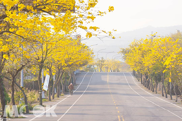 寶藏寺金黃大道，每年都會吸引許多人前去賞花拍照。 (圖／bb211019)