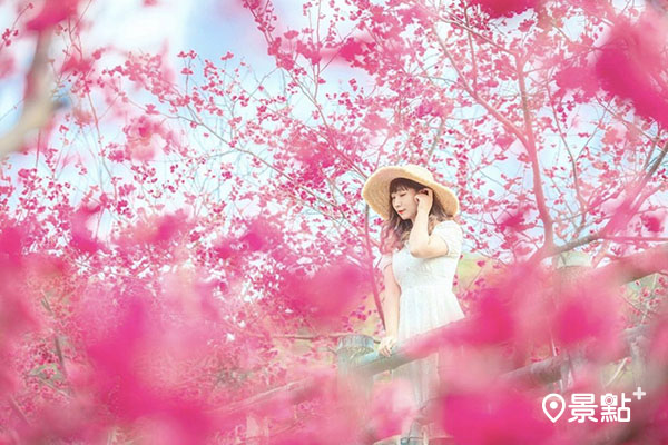 半天岩紫雲寺的櫻花林開得正燦爛。 (圖／bing_ben)
