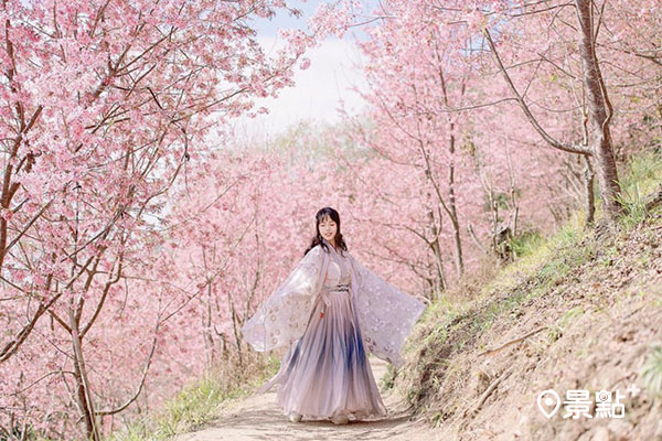 30個經典賞櫻花景點中的新竹「司馬庫斯」櫻花大爆發。（圖／rebeccachen0421）