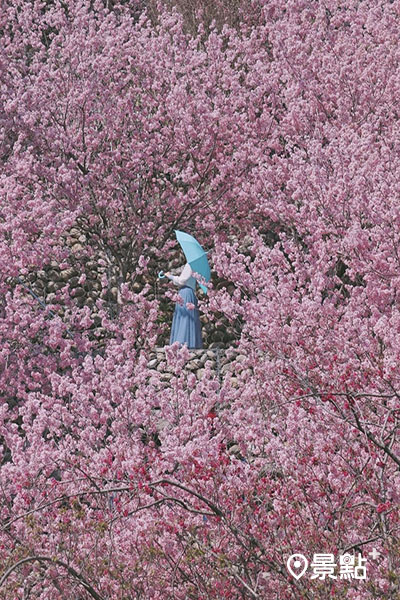 櫻花鳥森林香水櫻盛開。（圖／3more_hi4）