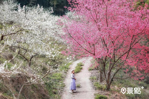泰安鄉的櫻花盛開。 (圖／qqsweet1982)