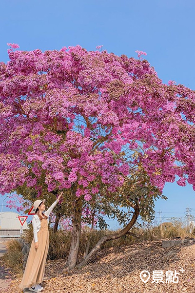 美麗的粉紅風鈴木為這處鄉間田野增添了不少色彩