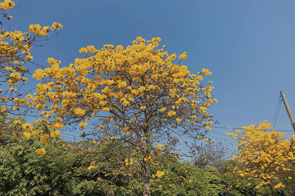 枝頭上綻放滿滿的黃花十分迷人 (圖／樸提蘭園)