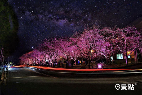 武陵夜櫻有不同於白日的美。（圖／taiwan.4fun）