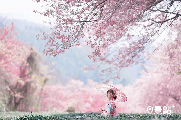淡粉色櫻花在茶香中盛開，彷彿一秒來到日本。（圖／garboodairy）