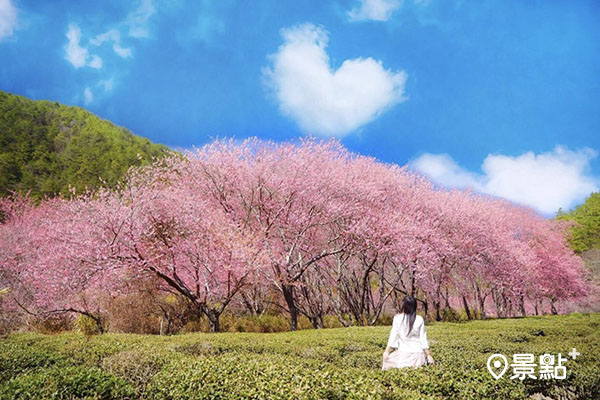 藍天白元配上櫻花茶園畫面超療癒。（圖／chien_lan）