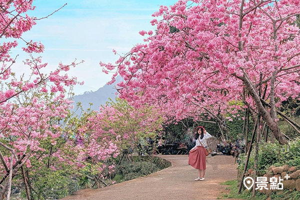 每年3月鳳凰自然教育園區內的300多棵粉色河津櫻會開始綻放 (圖／double.leo.tw)