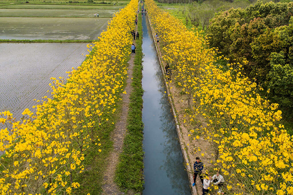 盛開的黃色花朵倒映在一旁的水田中