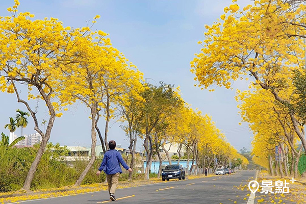 嘉義的黃花風鈴木景點紛紛盛開。 (圖／ceimei)