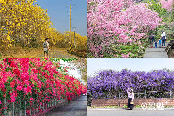 春暖花開全台各地花海澎派。