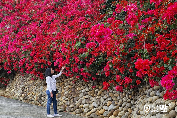 九重葛花瀑經典必訪！大紅花海春日爭豔