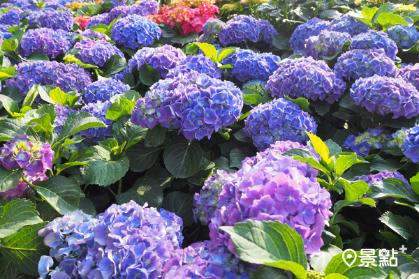 大片繡球花海妝點著杜鵑花季。(圖／景點家張盈盈）