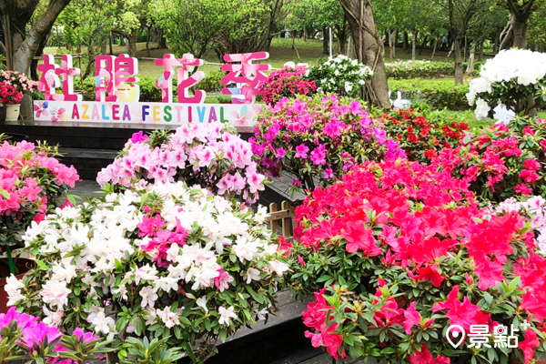 大安森林公園內各品種的杜鵑花盛開中。(圖／台北市政府）