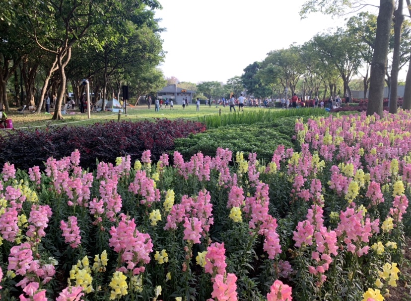 從建國信義路口進入，可以欣賞到粉嫩黃色、粉色花海。（圖 / 景點家張盈盈）