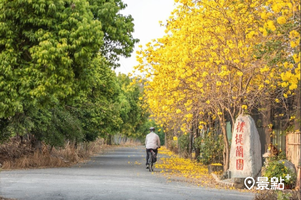 全台鋪上金黃花毯！37大黃花風鈴木必拍景點