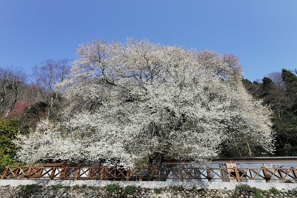 觀霧山莊前的霧社櫻王大爆發 (圖／雪霸國家公園，以下同)