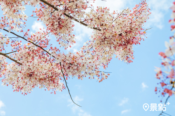 花旗木，又名「桃紅陣雨樹」，遠看如櫻花。