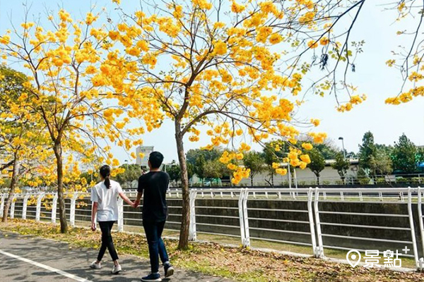 鳳西國小的黃花風鈴木開得相當美。( 圖／geranium0329)
