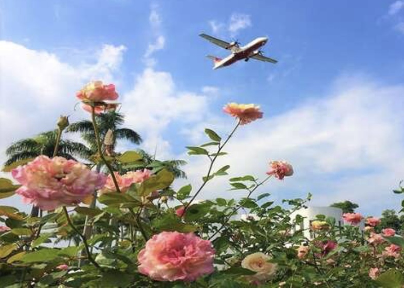 浪漫春日玫瑰園！迷宮公園賞花看飛機