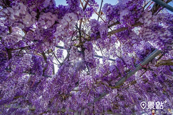 長青居的紫藤花因花穗較長，滿開時相當壯觀。