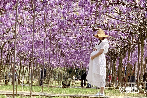 淡水紫藤咖啡園二店紫藤花今年提早盛開。 (圖／hsingfang20)