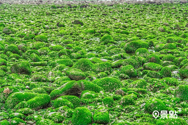 大片的綠藻覆蓋在大大小小的岩石上，在陽光的照映下十分美麗動人。