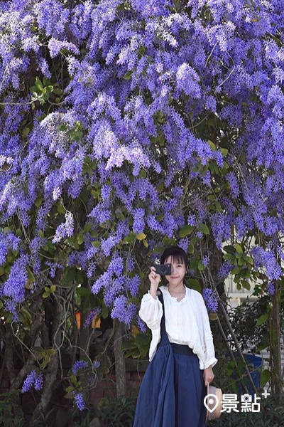 雙秀園深淺交織盛放的紫色花卉 (圖／himikochen)