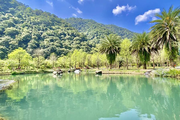 青山綠水的落羽松美景。