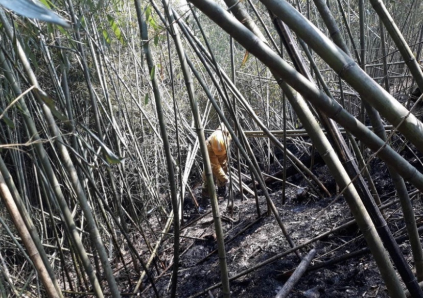 阿里山大火影響賞櫻！尖石山也火災