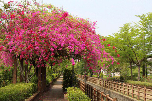 鮮豔的花團搭配綠草如茵的公園和水圳 (圖／台南市政府交通局)