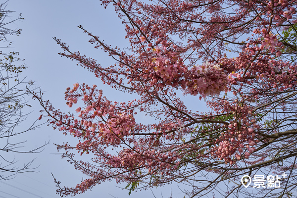 美麗的桃紅陣雨樹初綻放，已展現嬌艷動人之姿。(圖／江南渡假村)