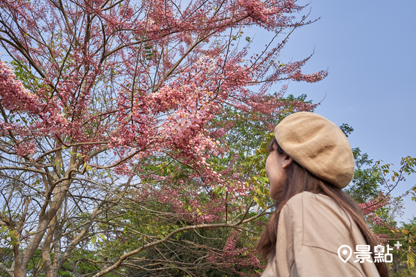桃紅陣雨樹以粉紅之姿登場，花期尾聲花瓣會變色為白色。(圖／江南渡假村)