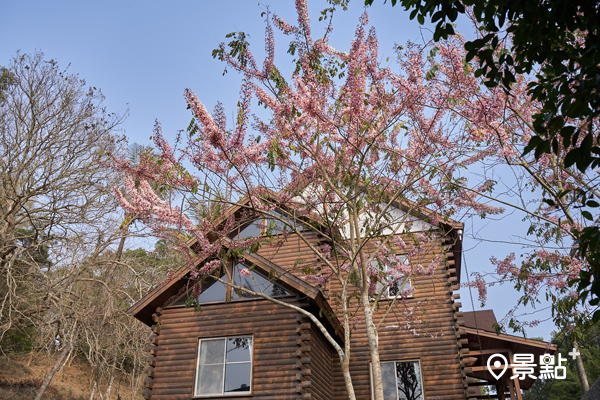 江南渡假村園區內有200株桃花陣雨樹，小木屋住宿區也有漂亮的花海可賞。(圖／江南渡假村)