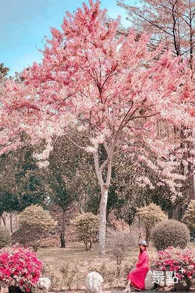 江南渡假村桃紅陣雨樹(花旗木)滿開時有滿版的粉紅花海場景，十分好拍。(圖／lineva0615)