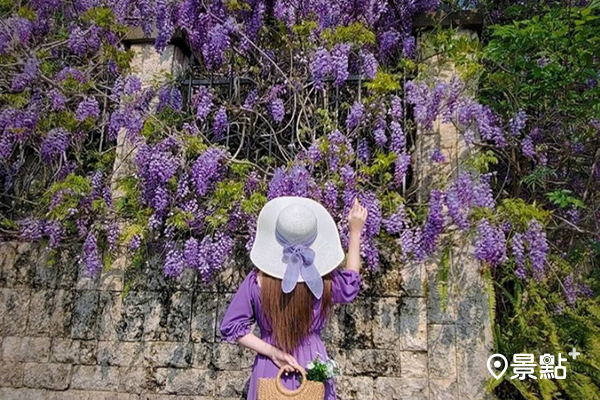 紫藤花瀑高垂美景！石壁城堡風美拍秘境