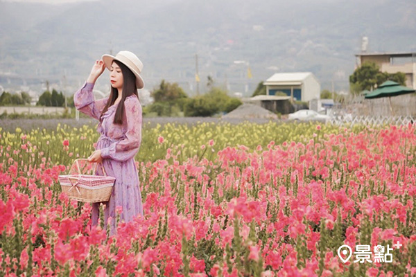 彰化賞花新景點「社頭之美園藝」盛開中。 (圖／153_mom，以下同)