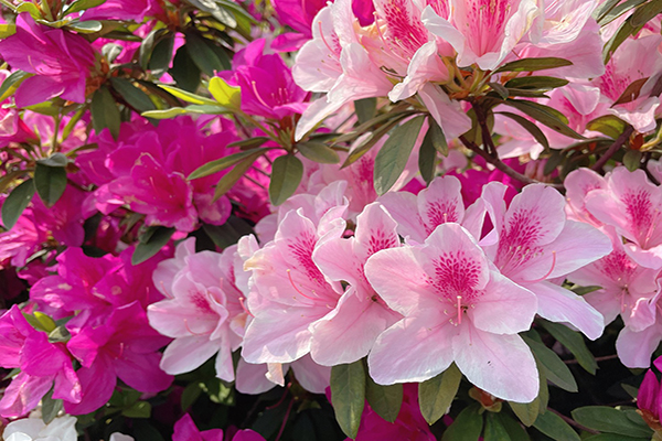 三重荷花公園擁有整排杜鵑花，紅花、粉花及白花層層交疊