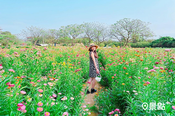 麥稈菊花田花海好美！農場療癒風光放鬆去