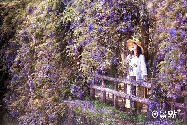 龜山大湖紀念公園的紫藤花架。(圖／taiwan.4fun)