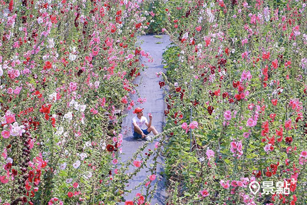 別人高蜀葵花盛放！25000株花海賞陶藝看貓