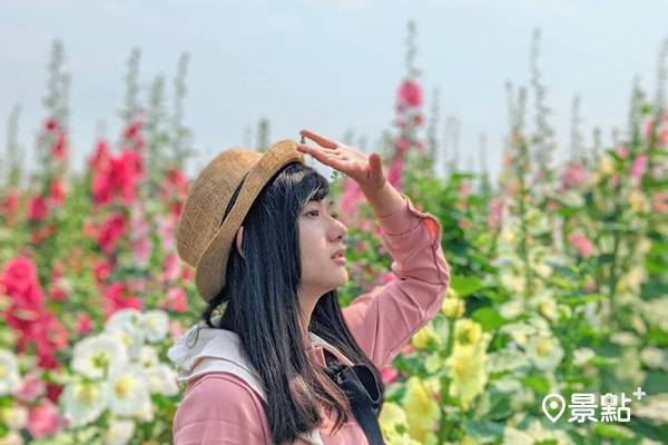 成千上萬蜀葵花海爭艷！花海迷宮免費入園賞