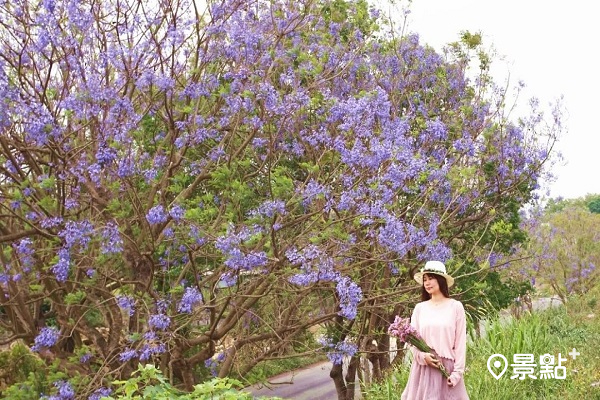 藍花楹花海季節登場！浪漫藍紫色樹海美景